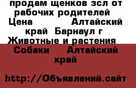 продам щенков зсл от рабочих родителей › Цена ­ 4 500 - Алтайский край, Барнаул г. Животные и растения » Собаки   . Алтайский край